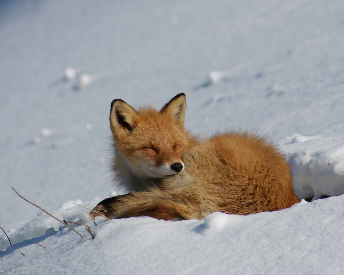 Kitakitsune fox native to Shiretoko Hokkaido Japan