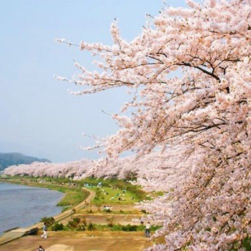 Kakunodate-s41-2_500x500