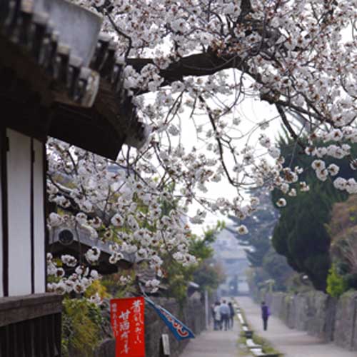 Samurai houses in Shimabara, Kyushu Japan in cherry blossom season as a part of Food Tour of Japan by Journey to the East