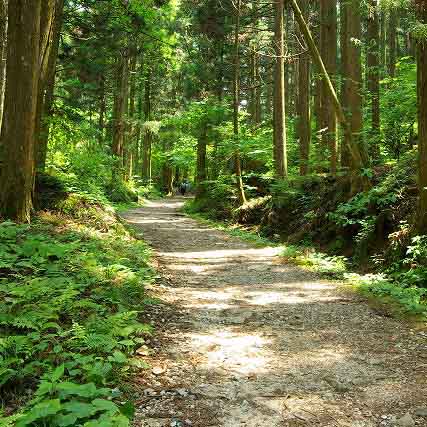 Path near Tsumago on Nakasendo Trail