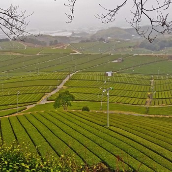 Green tea field in Yame, Fukuoka, Japan as a part of Journey to the East Food Tour