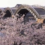 Kintaikyo Bridge at Iwakuni with cherry blossoms